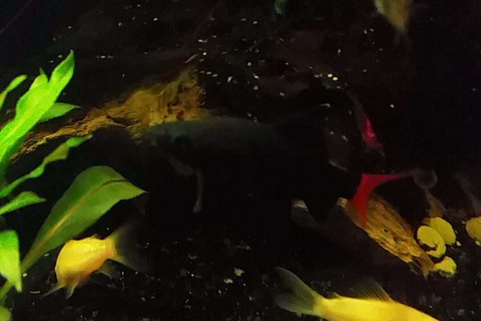 11079764_376713535867415_1085073049_n.jpg