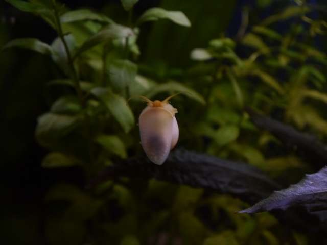 113747_0_82_aquariums_jan_2014_036.jpg