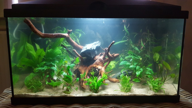 115722ricky697_0_85_aquariu.jpg