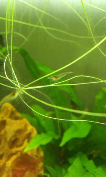 124138blupjes_0_82_10515_3.jpg