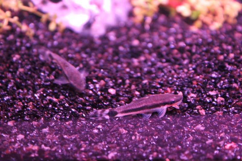 126211popol_0_82_aquar19.jpg