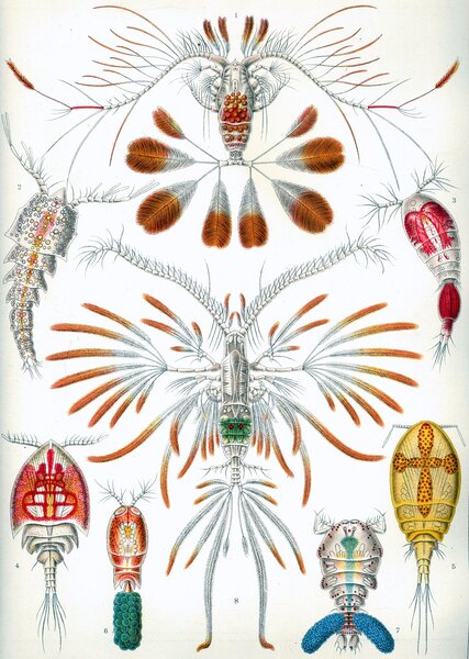 1280px-Haeckel_Copepoda.jpg