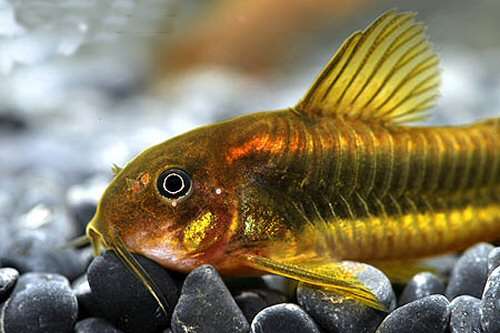 128182_0_82_corydoras_2.jpg