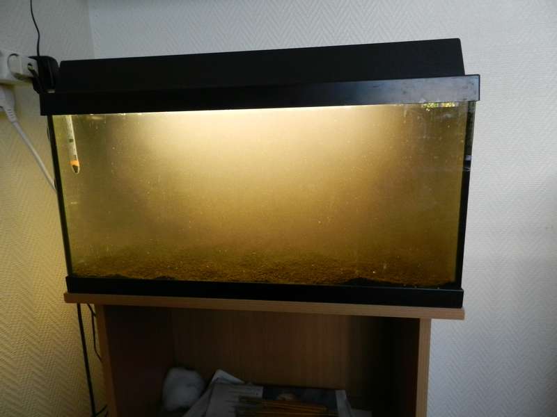 133832corydorasfan_0_82_dscn9518.jpg