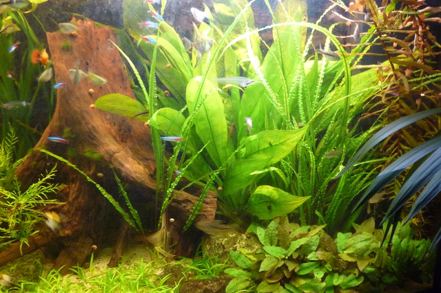 134148jeto_0_85_112_pan.jpg