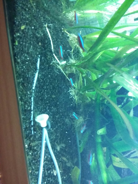 134621geert1996_0_85_aquariu.jpg