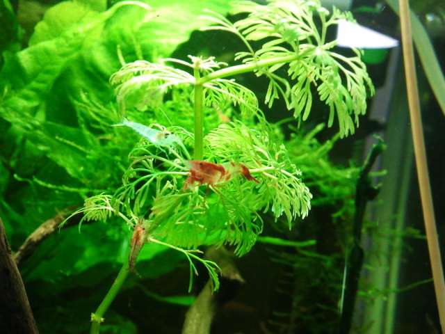 135652_0_82_shrimp.jpg