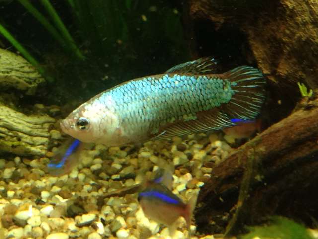 136458otocinclus_0_82_img_1608.jpg