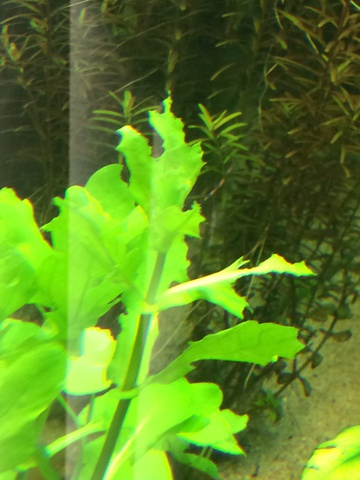 137784aquaria17_0_84_image1.jpg