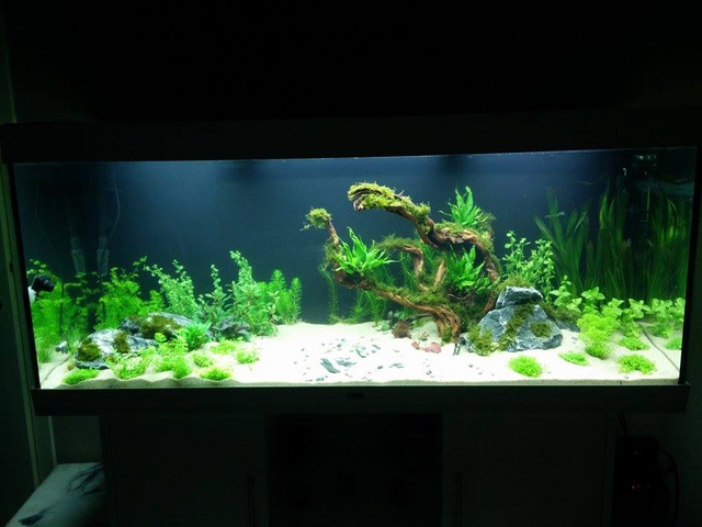 142451akitaluna_0_85_deskto.jpg