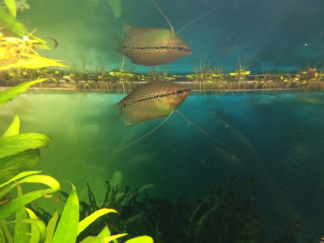 152537aquaria17_0_84_image8.jpg