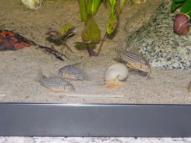 153481_0_82_aquariums_dec_13_024.jpg