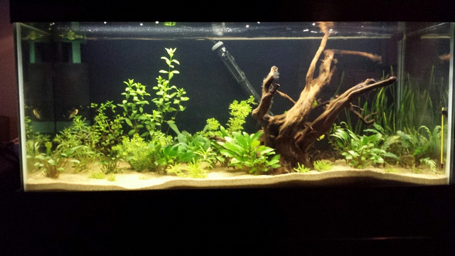 157818susan84_0_85_aquarium_1.jpg