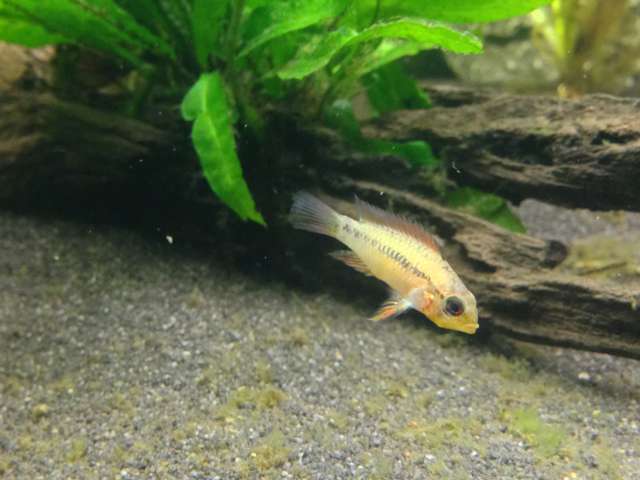 163649_0_82_apisto_2.jpg