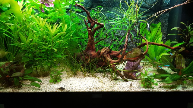 165777ricky697_0_85_aquariu.jpg