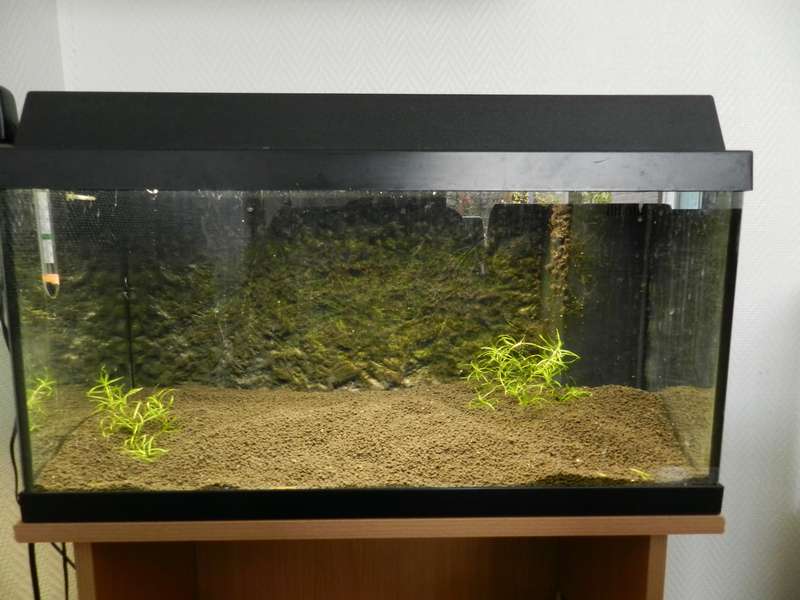 174294corydorasfan_0_82_dscn9540.jpg