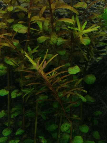 174343_0_82_foto.jpg