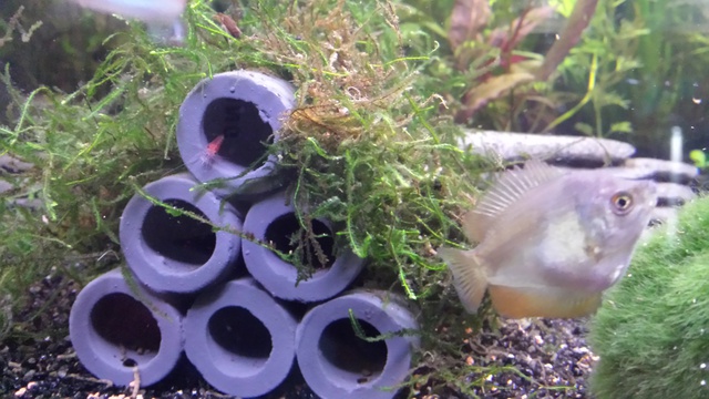 175315pene_0_84_shrimp.jpg