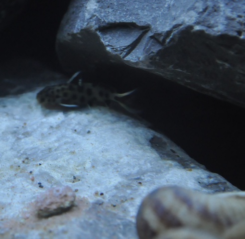 179299wiets82_0_85_aquariu.jpg
