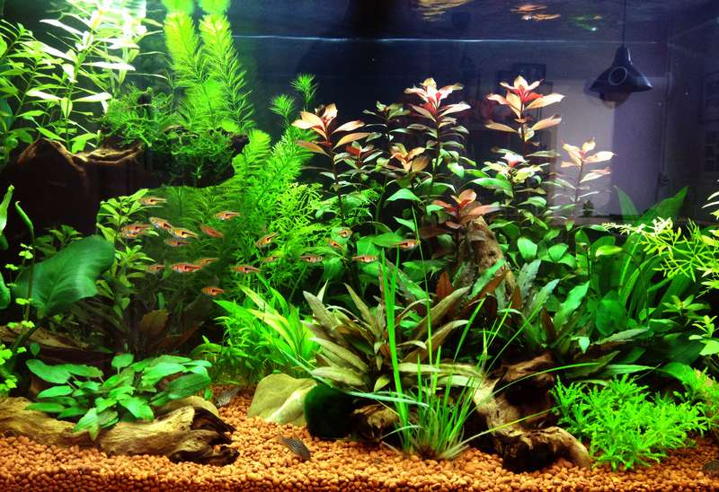 191337butternutsquash_0_82_aquarium_6_weken_4.jpg