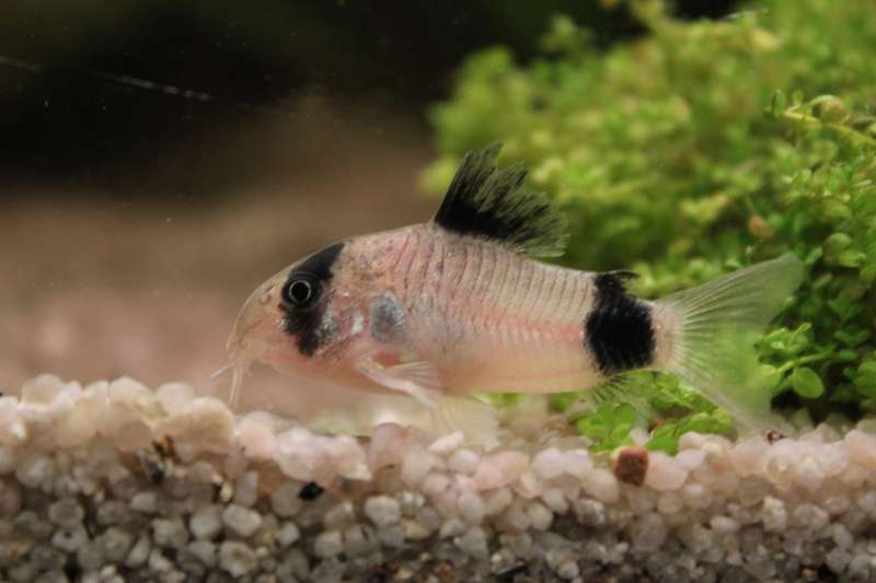 191815_0_82_wdee_corydoras_panda2.jpg
