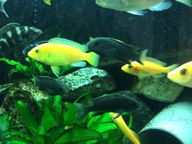 192344aquaria17_0_84_image1.jpg