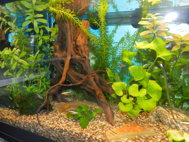 196931jensdb_0_85_fishie.jpg