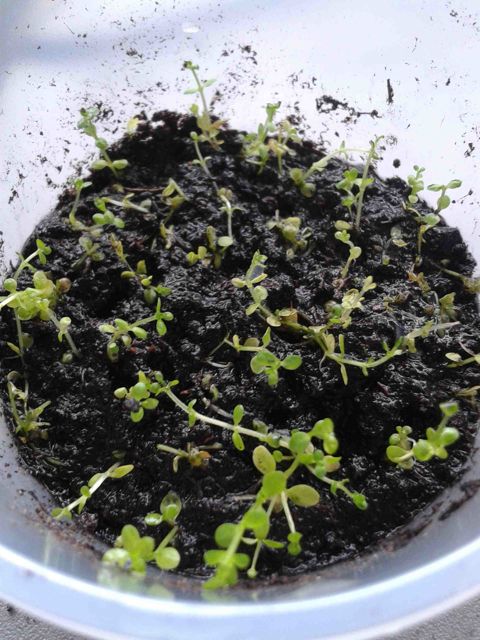2014-04-10_11.51.21.jpg