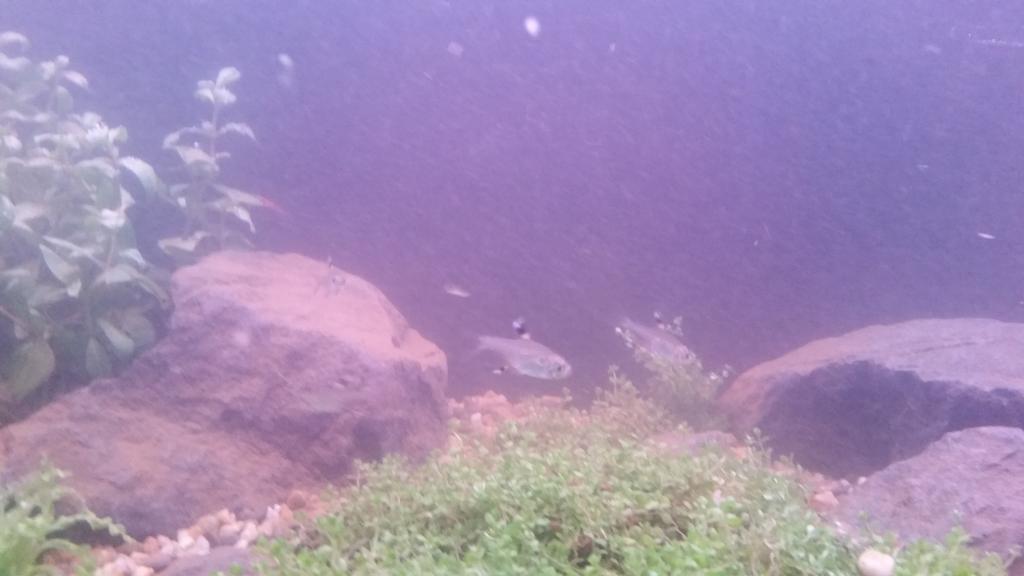 20140828_203328_zps09946663.jpg