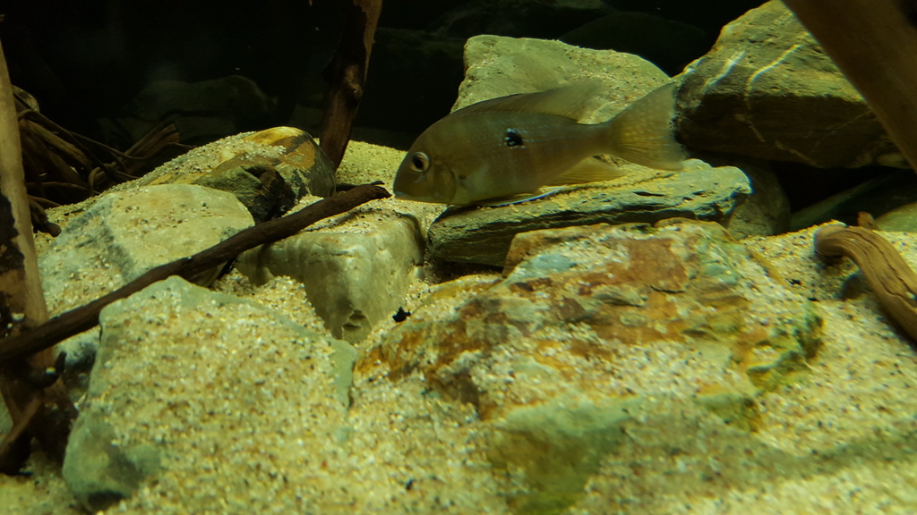 20160316_184206_zpsugl592pp.jpg