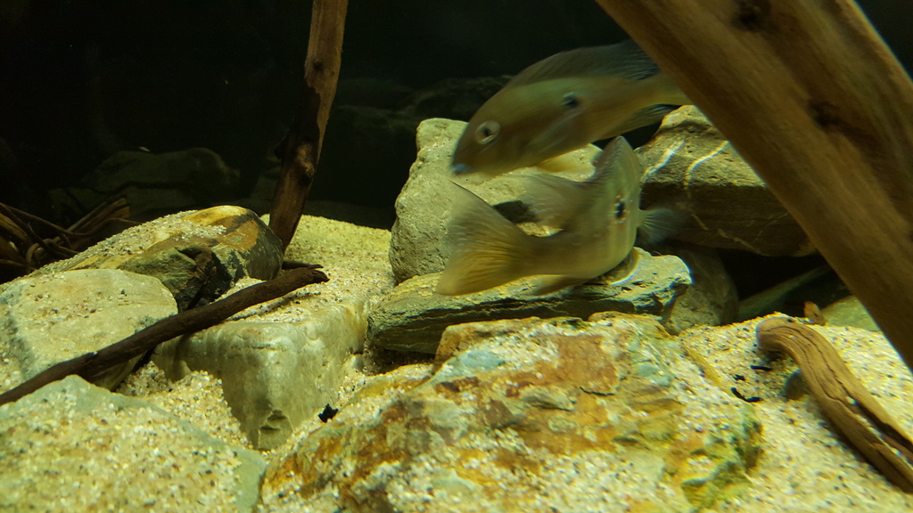 20160316_184228_zpsdii3hiso.jpg