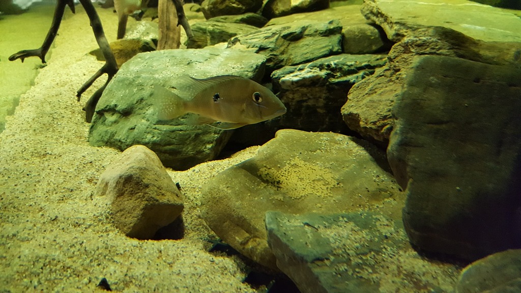 20160327_103610_zpsoiogcsdt.jpg