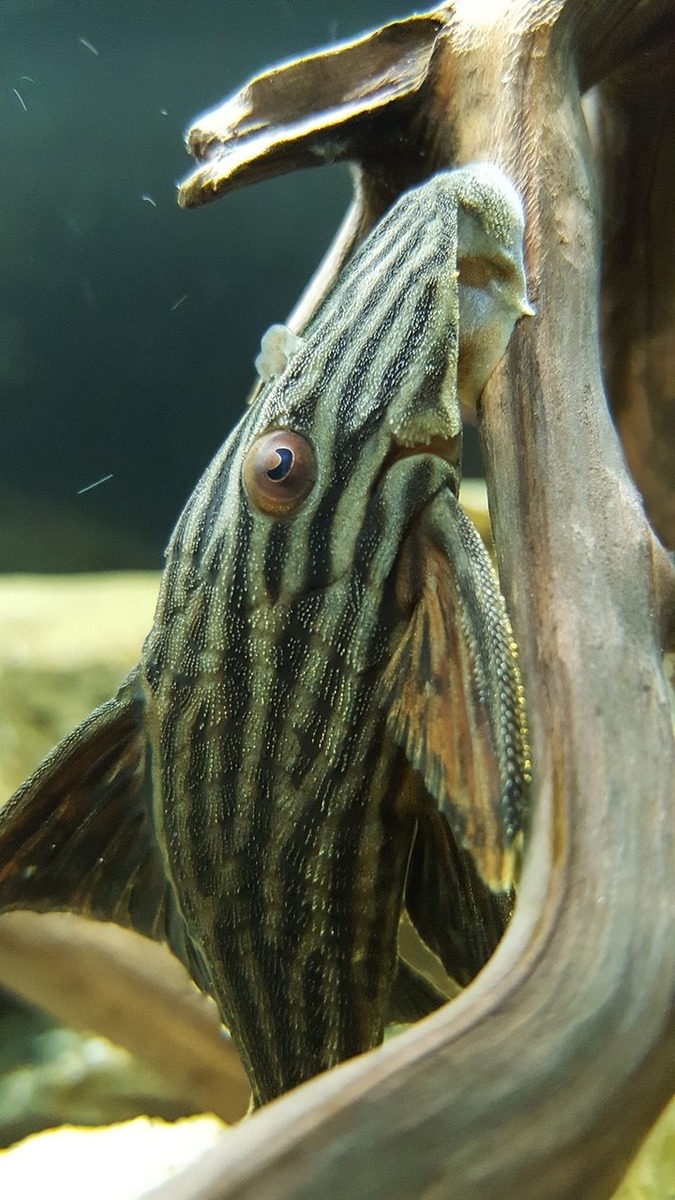 20160425_190449_zpspsnuaaxs.jpg