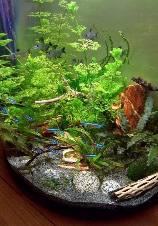 20170723_214308 [126615].jpg