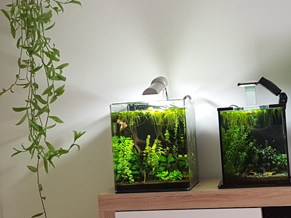 2020-06-26 17.05.42.jpg