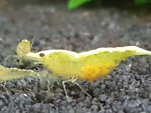 2020-07-24 16.26.24.jpg