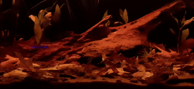20200614_233623_1.gif