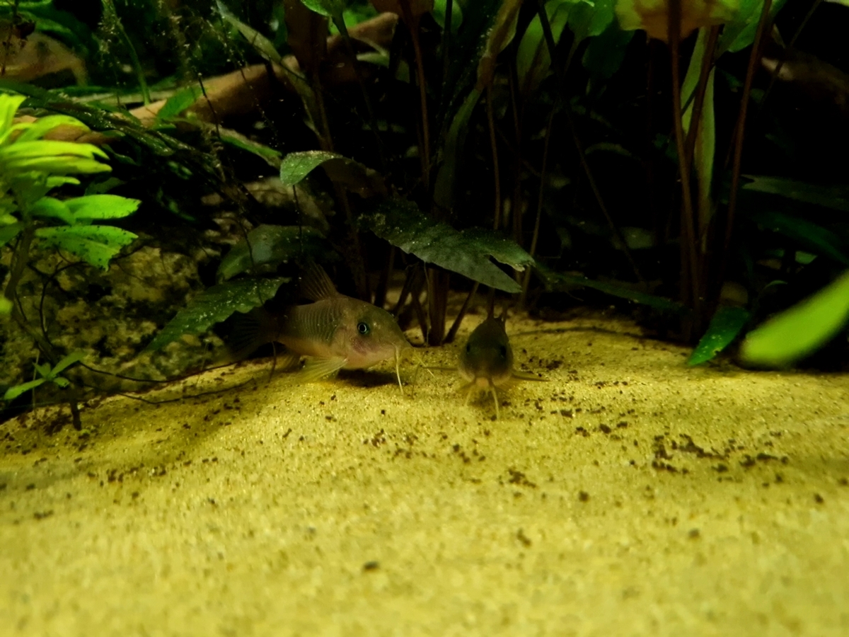 20201108_200946_capture.jpg