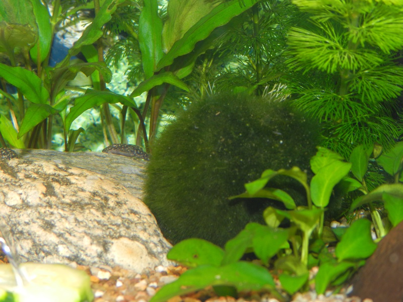 216823jensdb_0_85_fishie.jpg