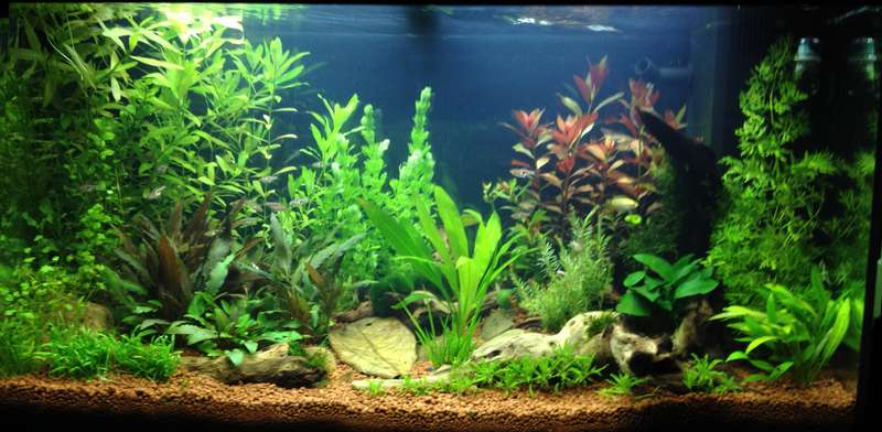 222484butternutsquash_0_82_aquarium_9.jpg