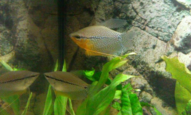 226938_0_82_grote_aquarium_en_kleine_en_nog_veel_zooi_078.jpg