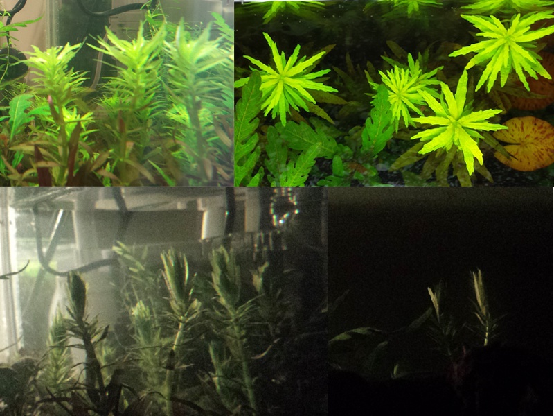 227412catcorp_0_85_aquarium_nieu.jpg