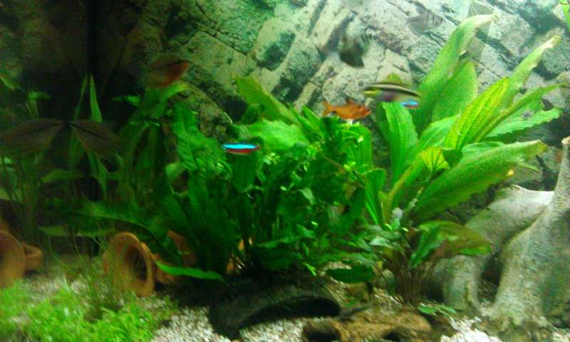227971_0_82_aquariums_nieuw_pompje_aqua_40_140.jpg