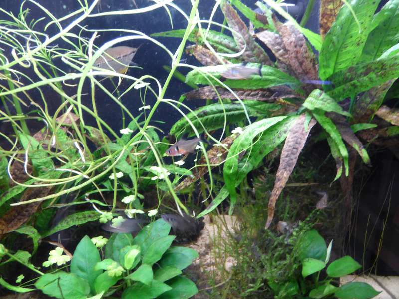 228533_0_82_aquarium_109.jpg