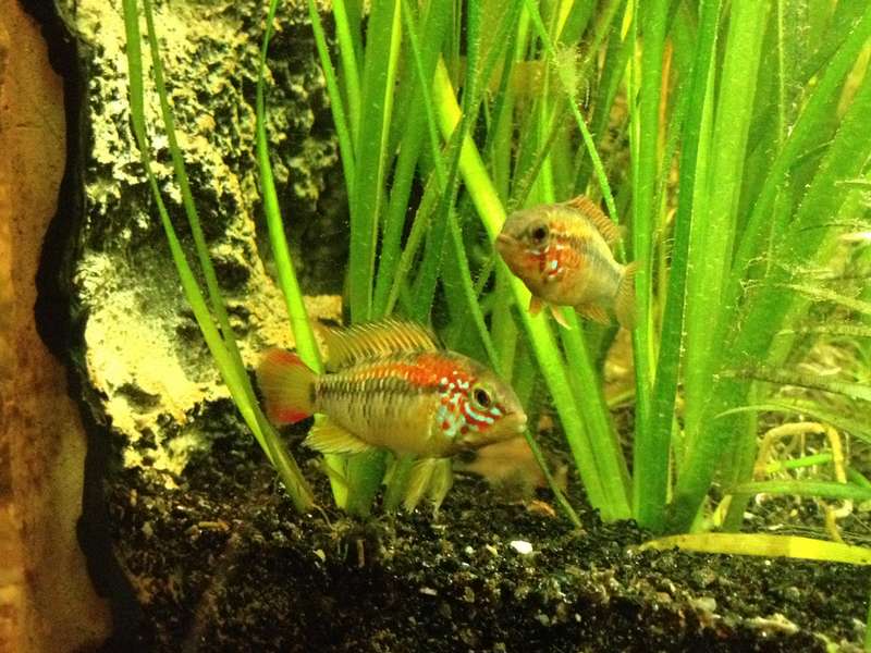 229475hakkiee_0_82_hakkiee_koppel_apistogramma_viejita.jpg