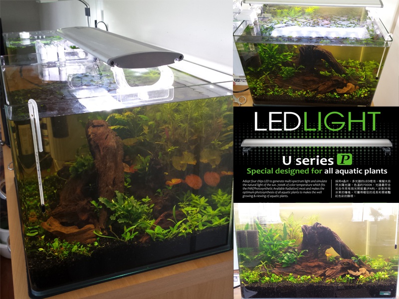 229476catcorp_0_85_aquarium_nieu.jpg