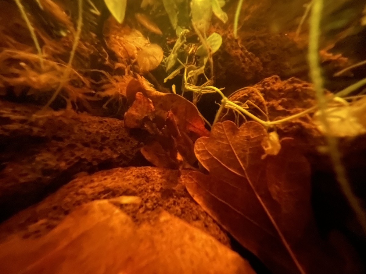 22DBA277-C2C8-4158-BEAC-2A896FF9CB3D.jpeg