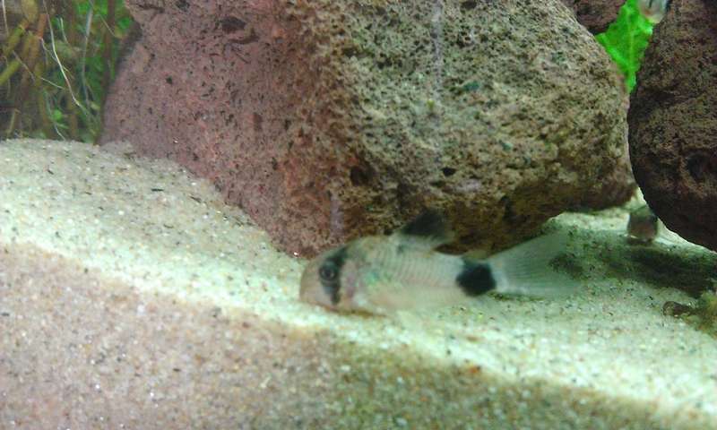 232635_0_82_pics_039.jpg