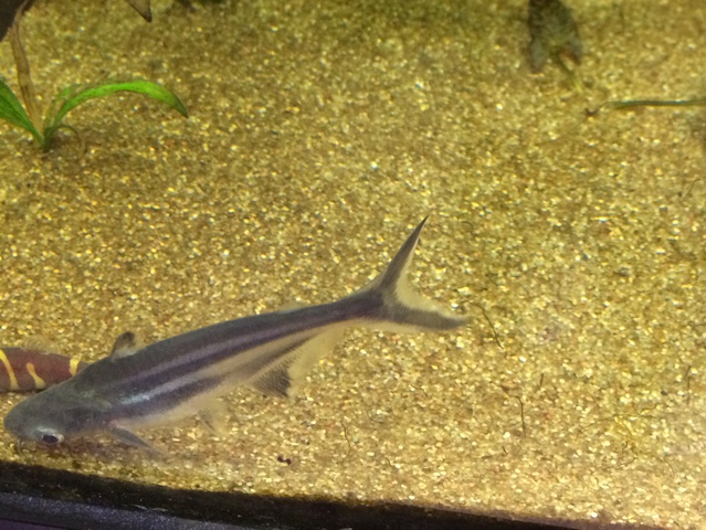 234297aquaria17_0_84_image4.jpg