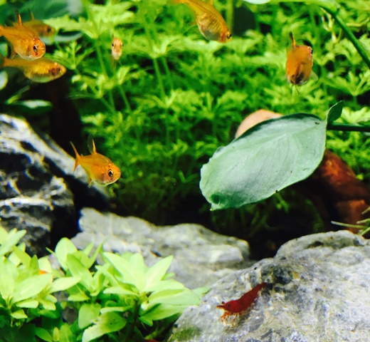 235694peterhuppertz1982_0_85_aquaforum_pic.jpg